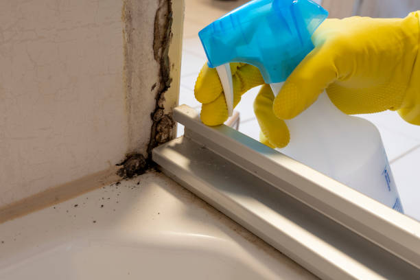 Best Mold Remediation  in Mount Vernon, IL