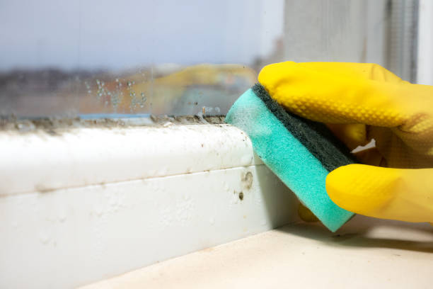 Office Mold Removal Services in Mount Vernon, IL