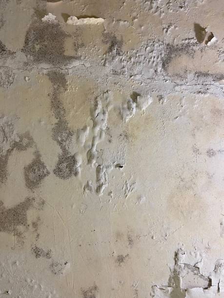 Best Professional Mold Removal  in Mount Vernon, IL