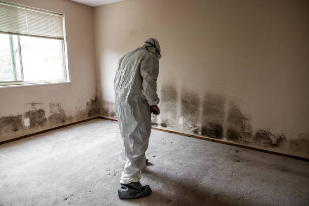 Best Mold Remediation  in Mount Vernon, IL