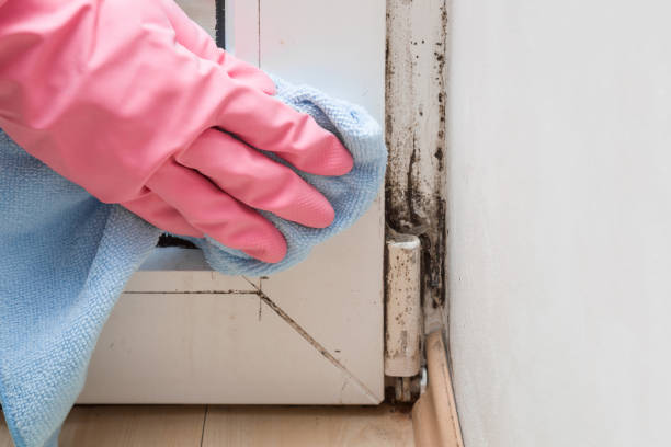 Attic Mold Removal in Mount Vernon, IL
