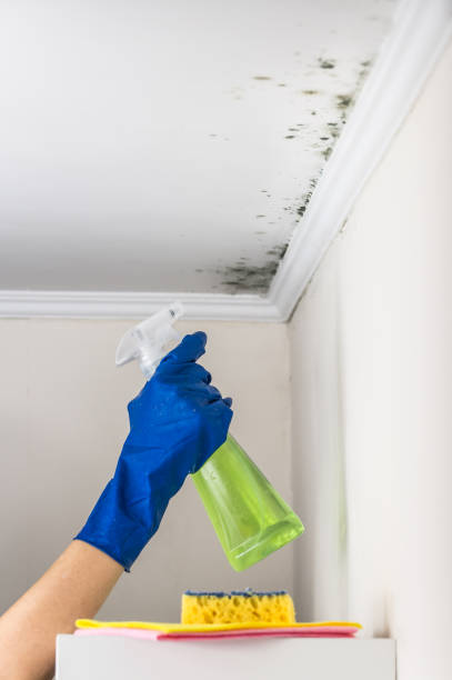 Best Toxic Mold Removal  in Mount Vernon, IL